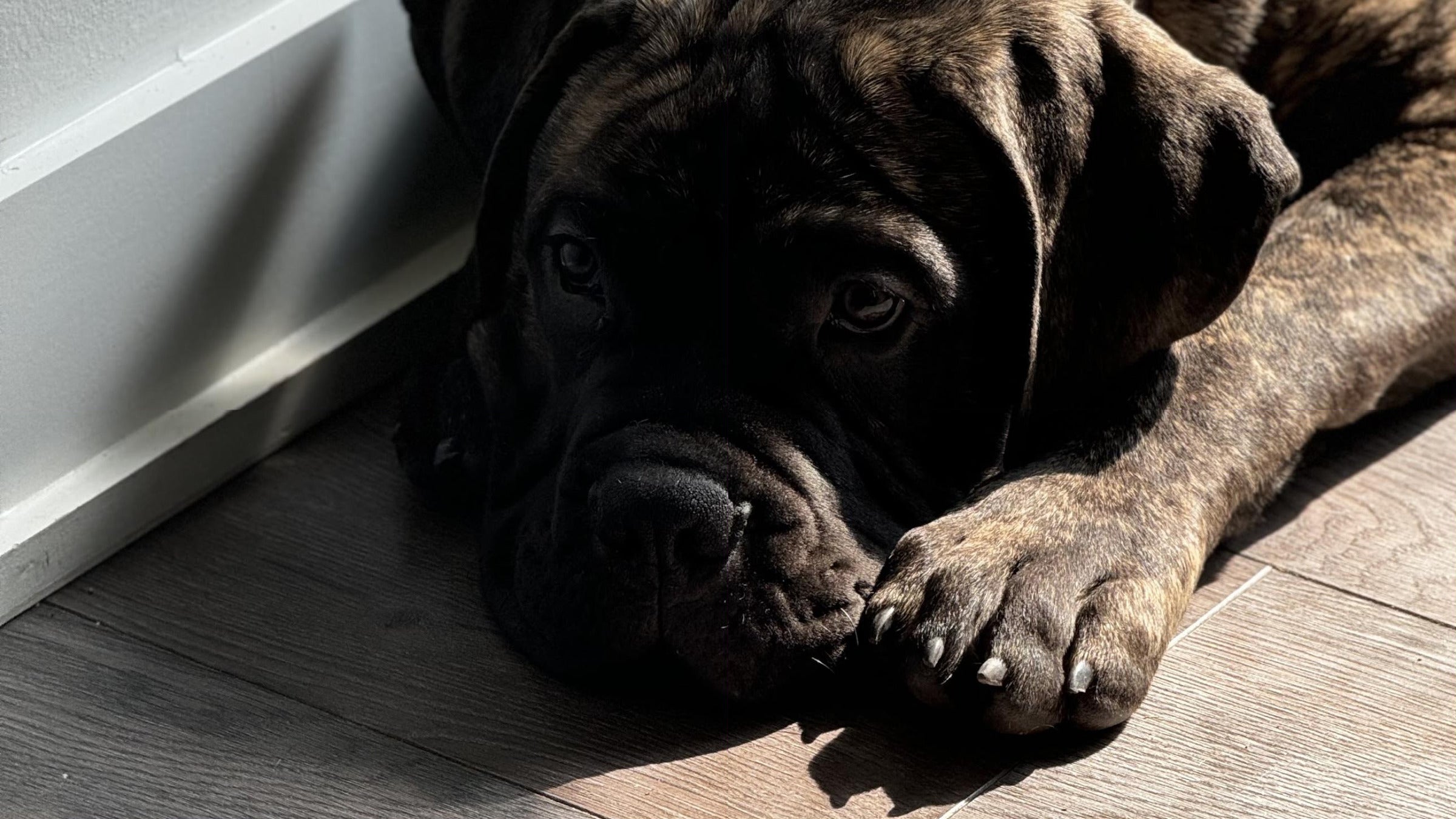 Brave, a brindle bullmastiff, resting his head on his paws in a patch of morning sunlight on an oak floor.